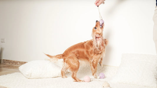 Golden dog playing tug-of-war with rope toy, surrounded by plush dog accessories indoors