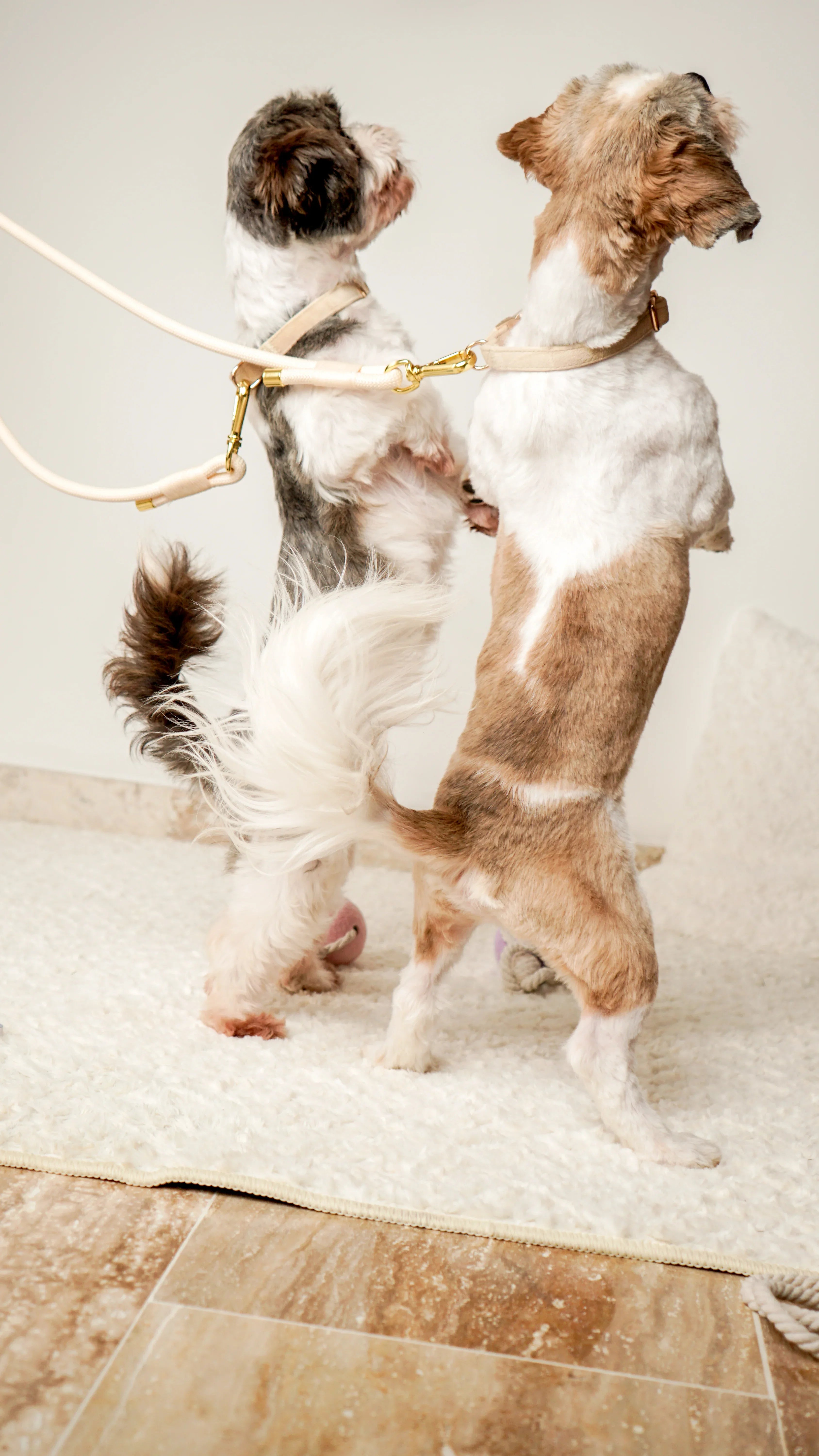 Two small dogs standing on hind legs wearing cream dog harnesses and leashes indoors
