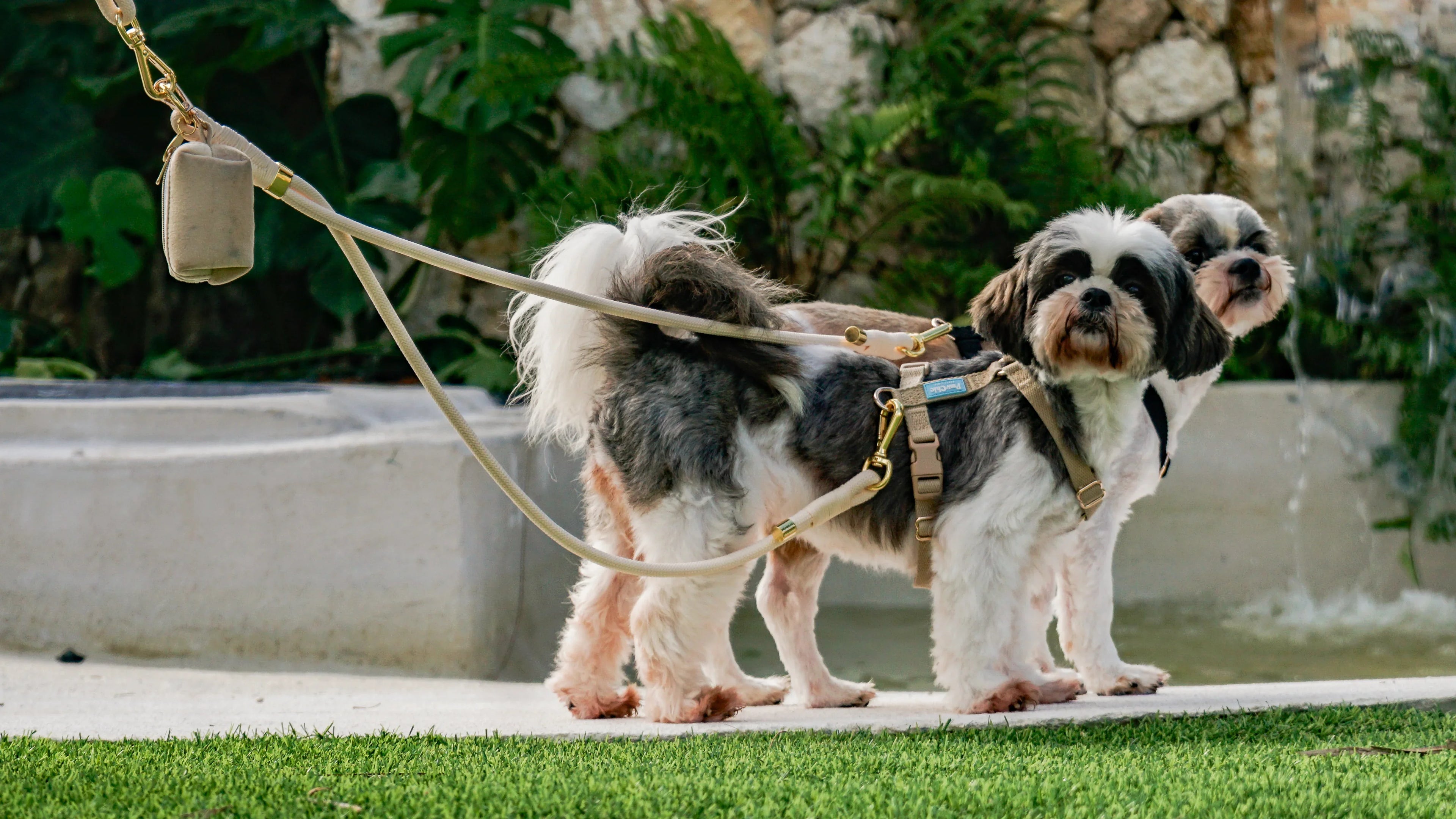 Two small dogs with stylish harnesses and leash, standing outdoors on grass by a fountain