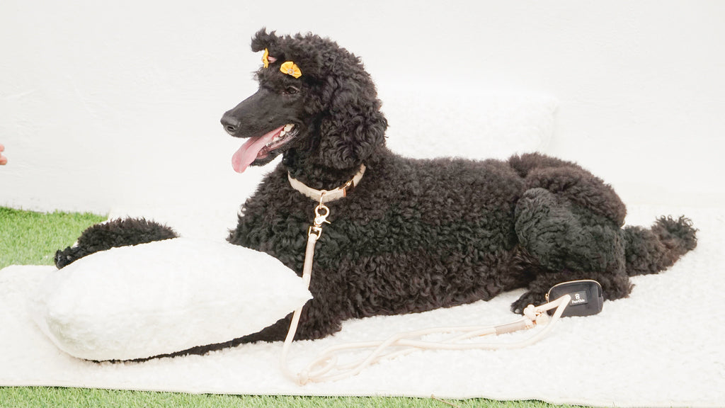 Black poodle wearing yellow bows and a stylish dog collar with leash, lying on a white mat.