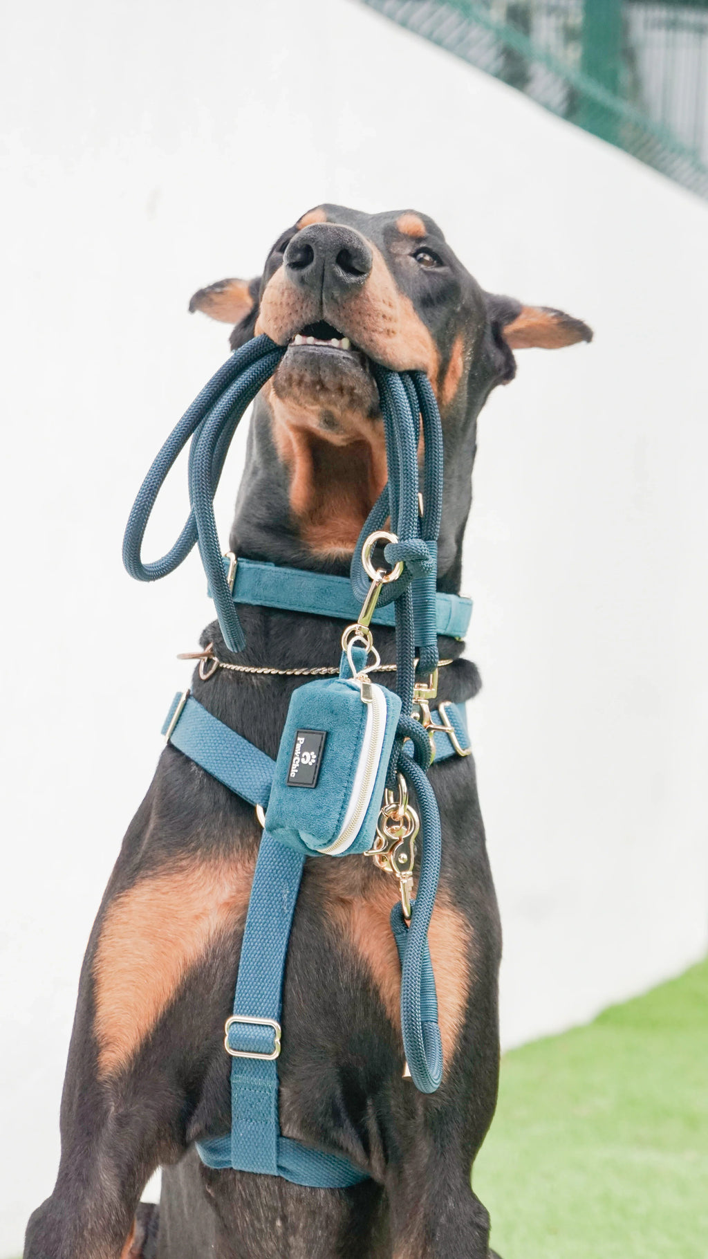 Doberman dog wearing blue harness and leash set, holding leash in mouth outdoors