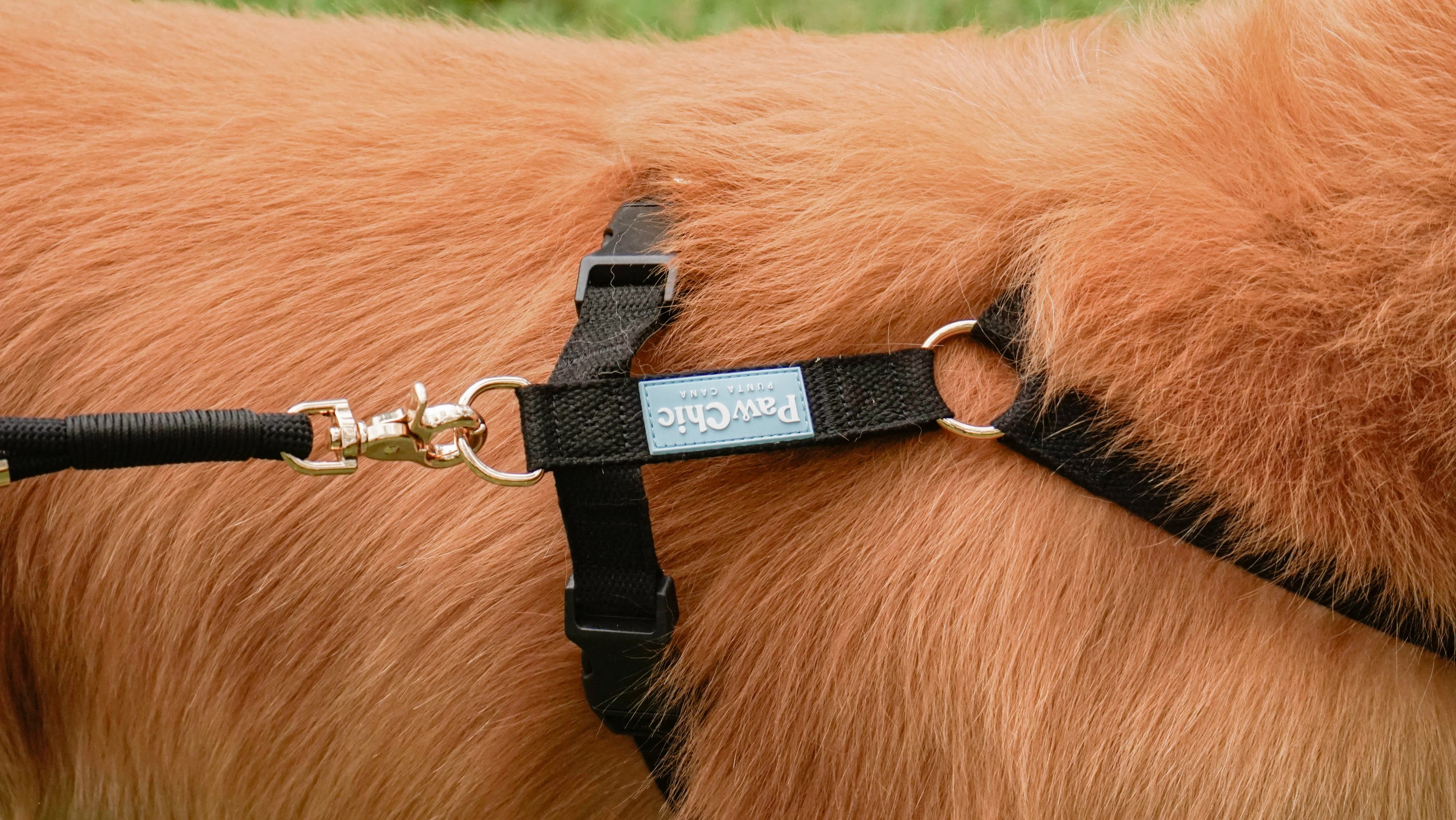Close-up of a golden dog's fur with a black adjustable dog harness and leash attached