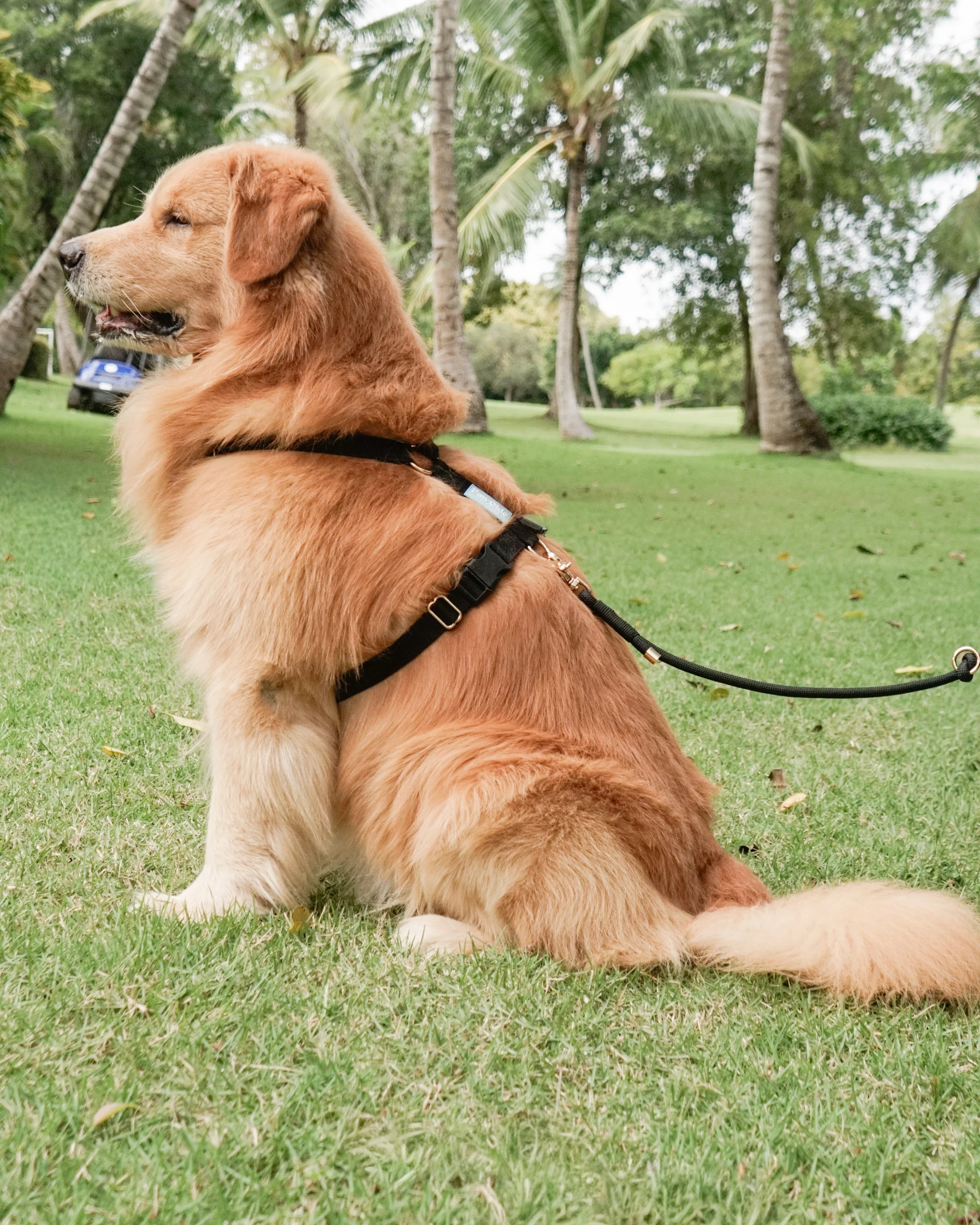 Golden retriever wearing a black dog harness leash outdoors in a park with palm trees