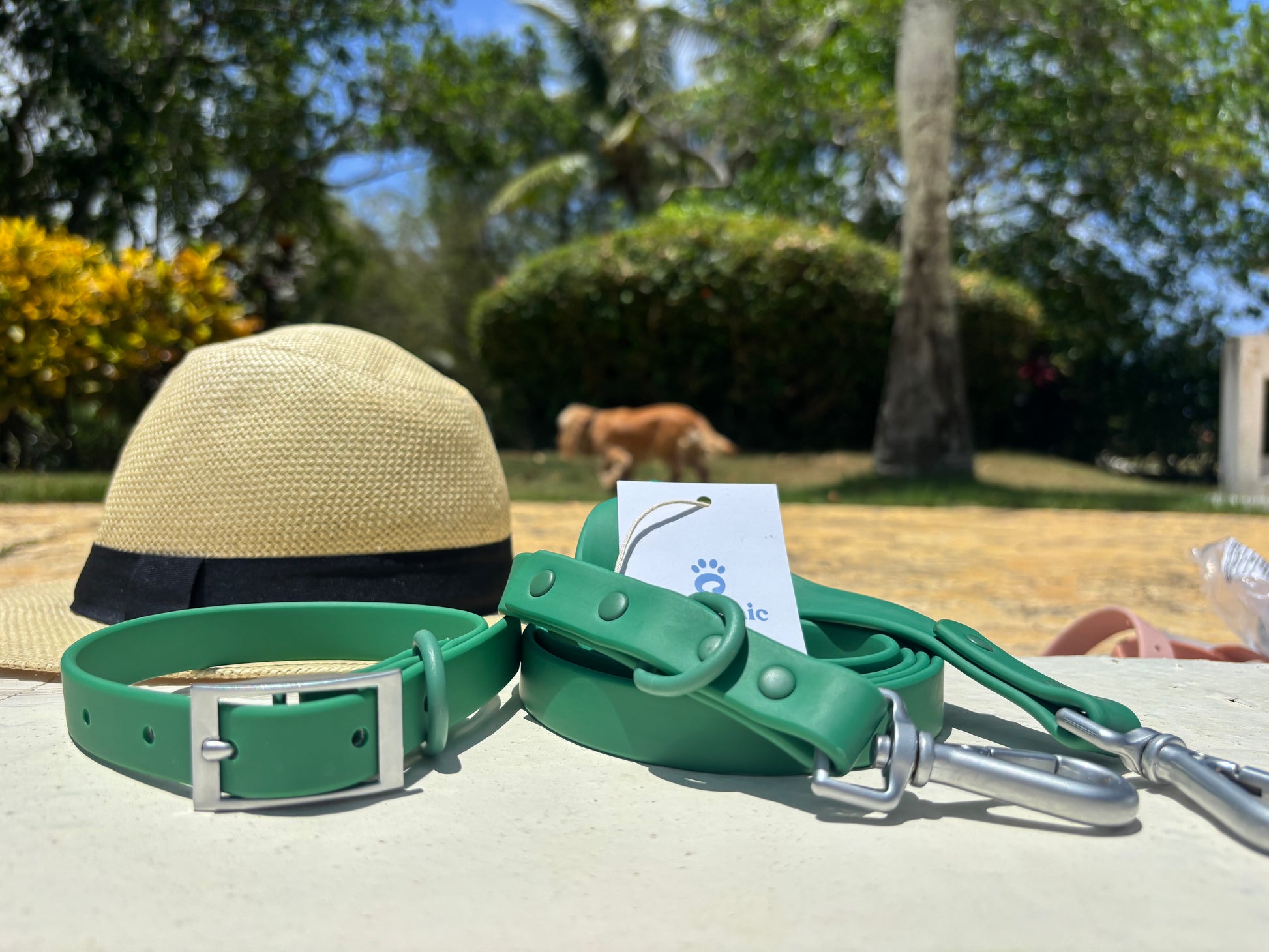 Green dog collar and leash set on outdoor table, straw hat and dog in background, pet accessories