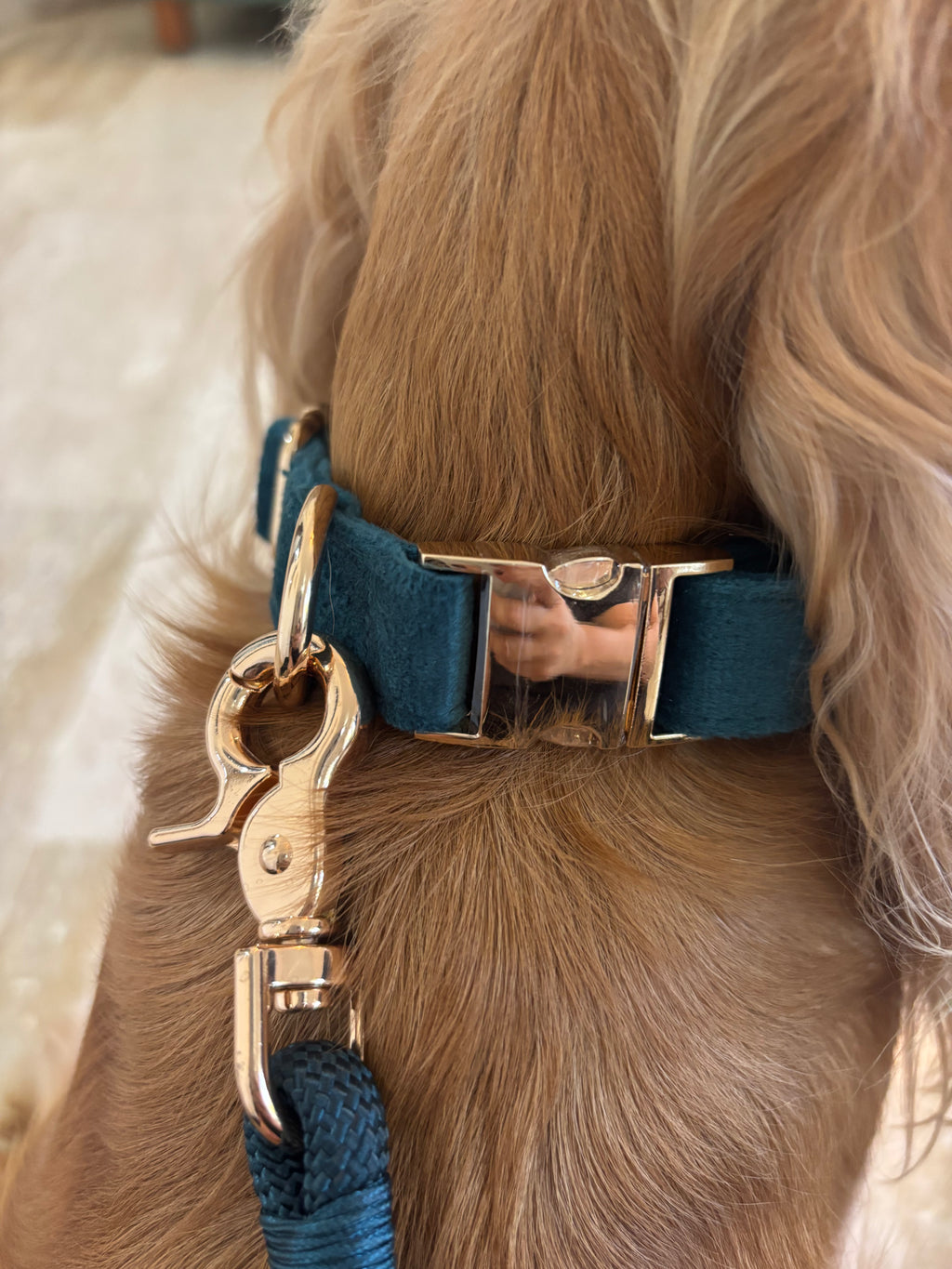 Closeup of tan dog's neck wearing teal pet collar and gold leash clasp