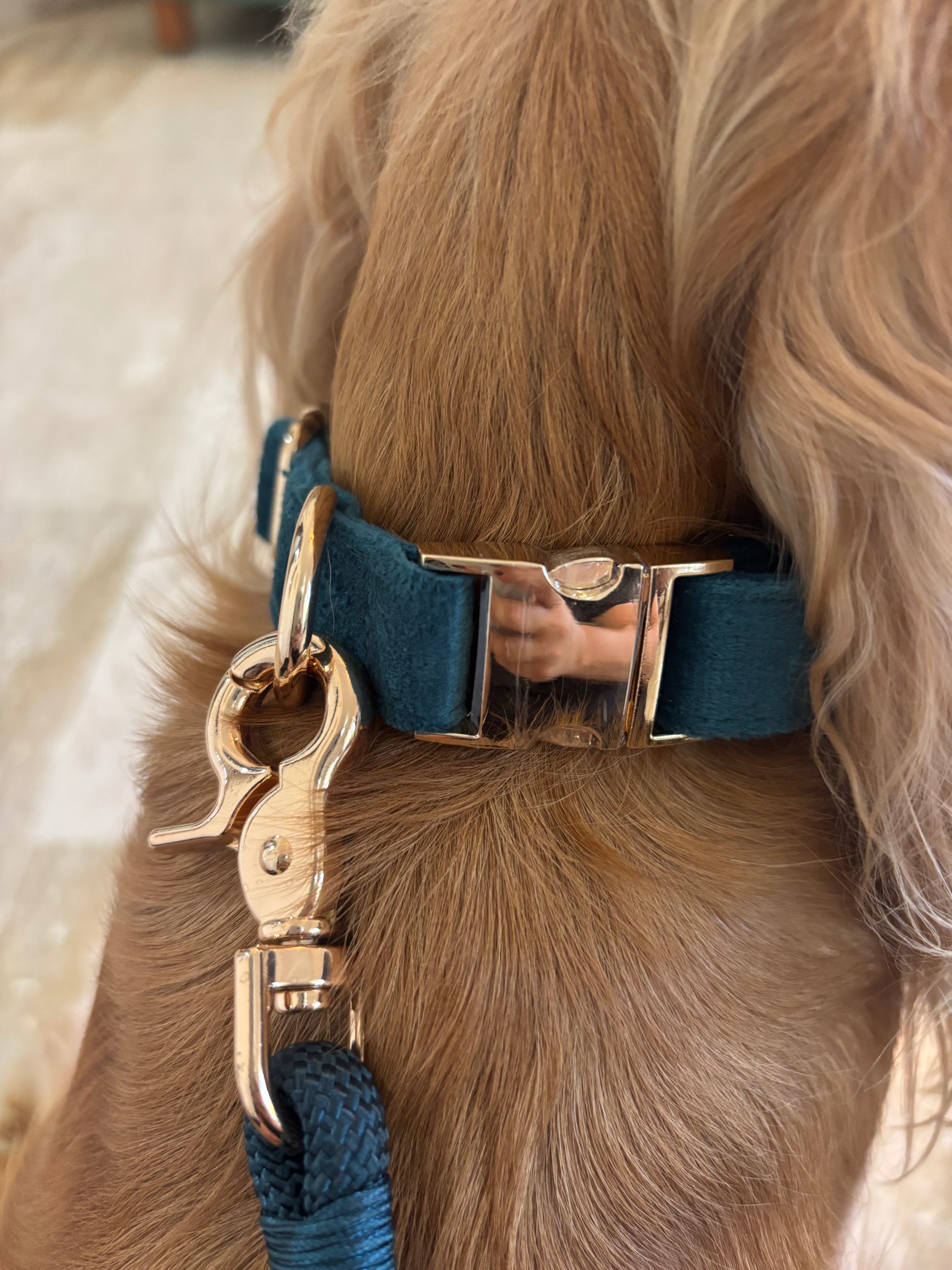 Closeup of tan dog's neck wearing teal pet collar and gold leash clasp