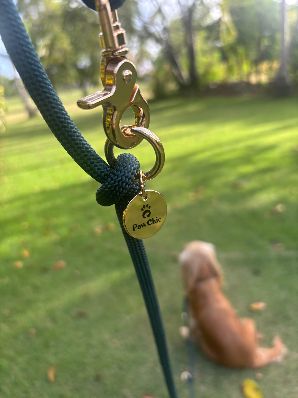 Green dog leash with gold clasp and PawChic tag, dog sitting on grass outdoors